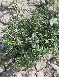 Miniatura para Anagallis foemina