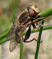 Anasimyia bilinearis 1.jpg