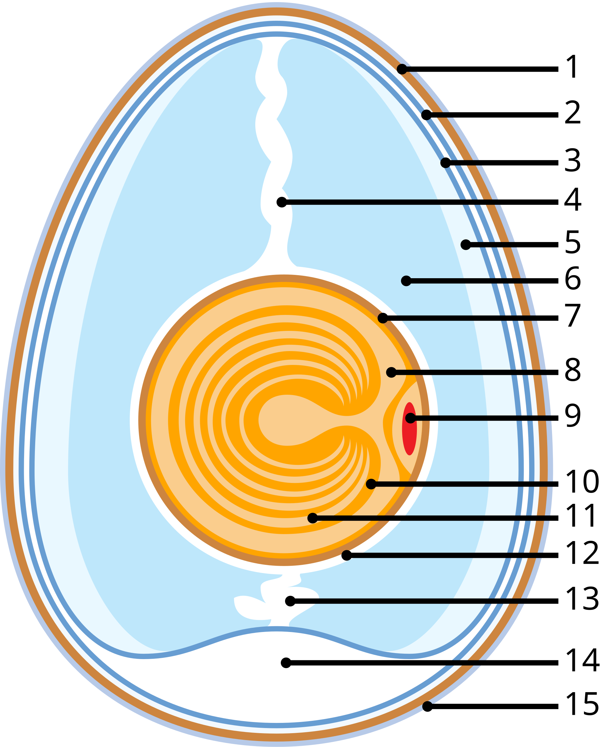 Clutch (eggs) - Simple English Wikipedia, the free encyclopedia