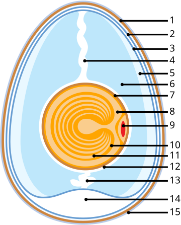 Vogelei