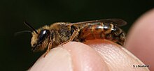 Andrena trimmerana Camcridgeshire.jpg