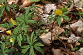 Anemone rannuncoloides PID758-1.jpg