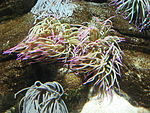 Anemone de mar comuna