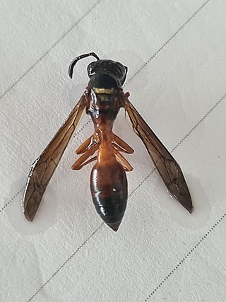 <i>Angiopolybia</i> Genus of wasps