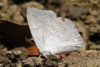 Angled Sunbeam Curetis acuta Karnala Sanctuary Maharashtra DSCF4038 (5).JPG