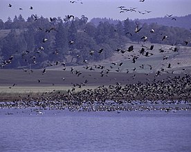 Ankeny Wildlife Refuge in Oregon. Ankeny National Wildlife Refuge.jpg