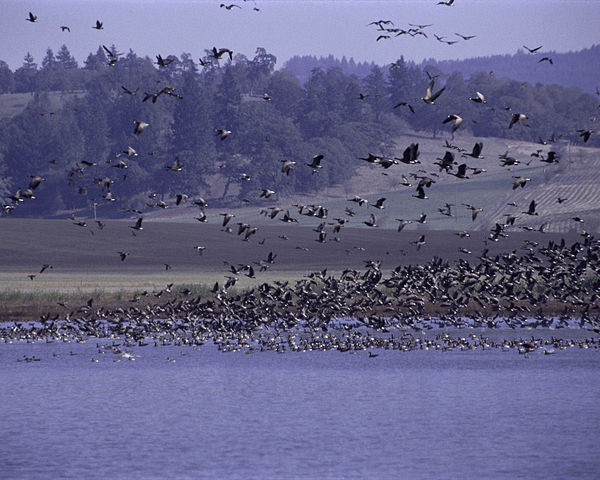 Ankeny Wildlife Refuge in Oregon.