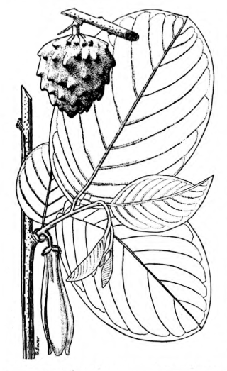 <i>Annona longiflora</i> Species of plant endemic to Mexico