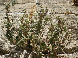 Antirrhinum hispanicum ssp.  mollissimum3.jpg