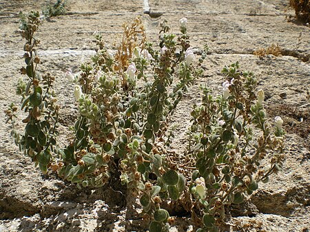 Antirrhinum hispanicum