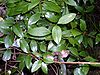 Aphanopetalum resinosum Eastwood.JPG