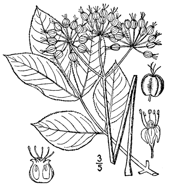 File:Aralia nudicaulis BB-1913.png