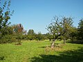 de: Arboretum Main-Taunus, Streuobstwiese