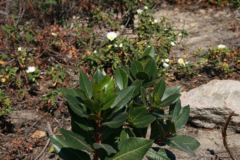 File:Arbutus-unedo-young.JPG