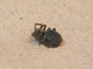 <i>Archaeodictyna</i> Genus of spiders