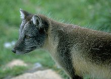 The Arctic fox is the most threatened mammal in the ecoregion. ArcticFoxSummer.jpg