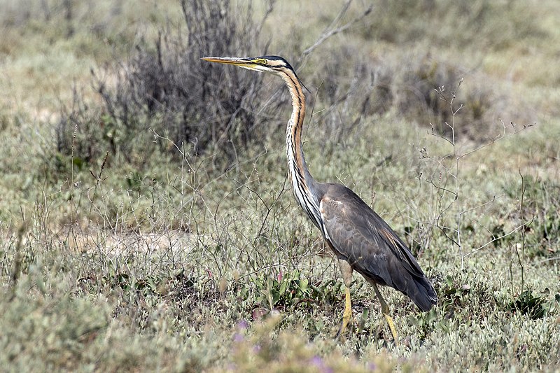 File:Ardea purpurea - Purple Heron 05.jpg