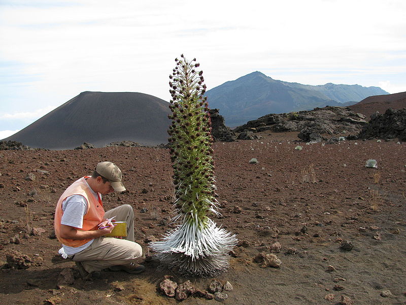 File:Argyroxiphium sandwicense subsp. macrocephalum (Ahinahina, Haleakala silversword) - Flowering habit at Sliding Sands trail Haleakala National Park, Maui, Hawaii - October 06, 2009.jpg