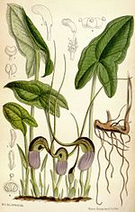 Thumbnail for Arisarum proboscideum