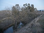 Arroyo Las Positas