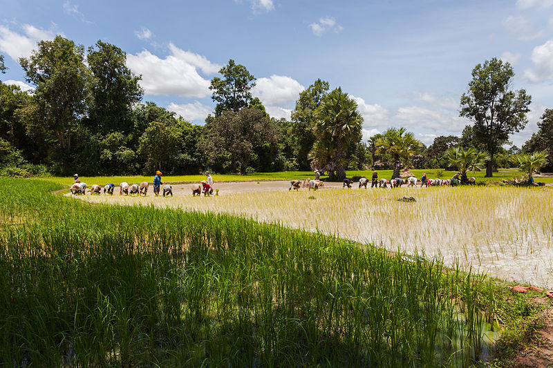 File:Arrozal, Angkor, Camboya, 2013-08-16, DD 07.JPG