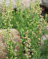 Western mugwort (A ludoviciana), flowerheads