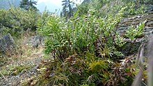 Aspidotis densa at Icicle Creek Canyon, Wenatchee Mountains Washington Aspidotis densa 4.jpg