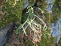 Asplenium septentrionale