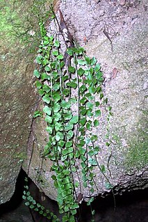 <i>Asplenium flabellifolium</i> species of plant