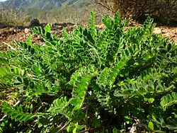 Astragalus nitidiflorus.jpg