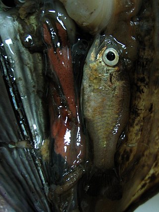 <i>Astrapogon stellatus</i> Species of fish