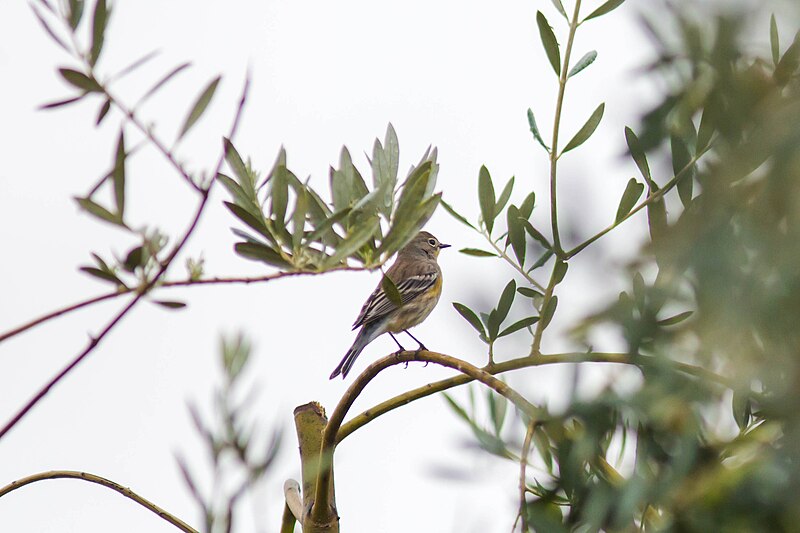 File:Audubon's warbler (26696420979).jpg