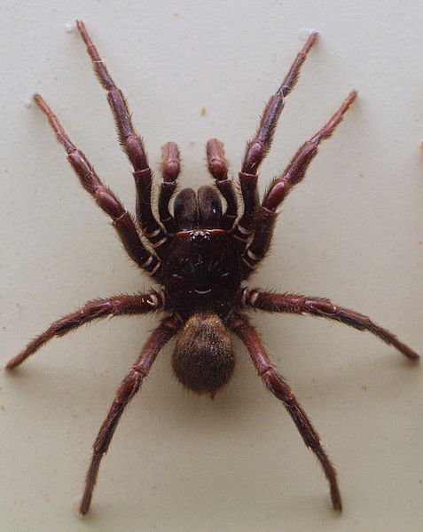 File:AustralianMuseum spider specimen 19.JPG