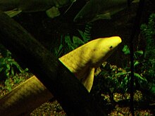 Australian Lungfish (albino).jpg