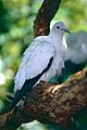 Australian Pied Imperial Pigeon (Ducula spilorrhoa) (9757276954).jpg
