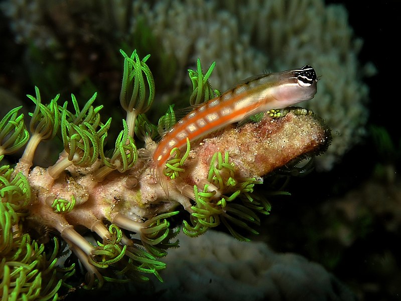 File:Australian blenny.jpg