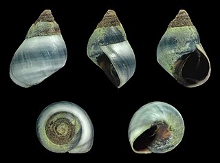 <i>Austrolittorina antipodum</i> Species of gastropod