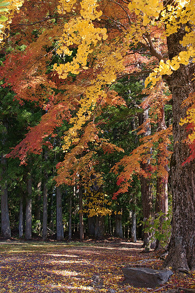 File:Autumn Koyasan Wakayama04s5s4272.jpg