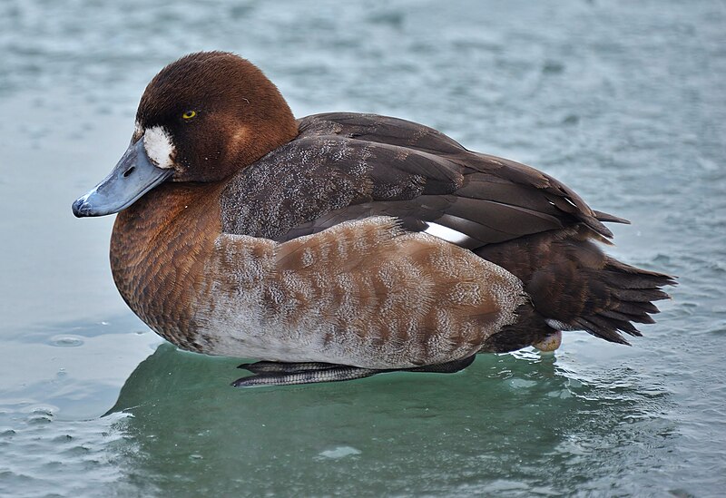 File:Aythya marila nearctica F 1Y Ontario.jpg