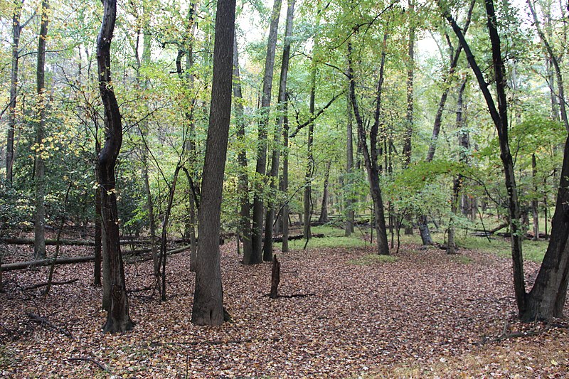 File:Azalea Trail Greenbelt forest (b5cb464e-4582-4654-a32f-dbea01798f07).JPG