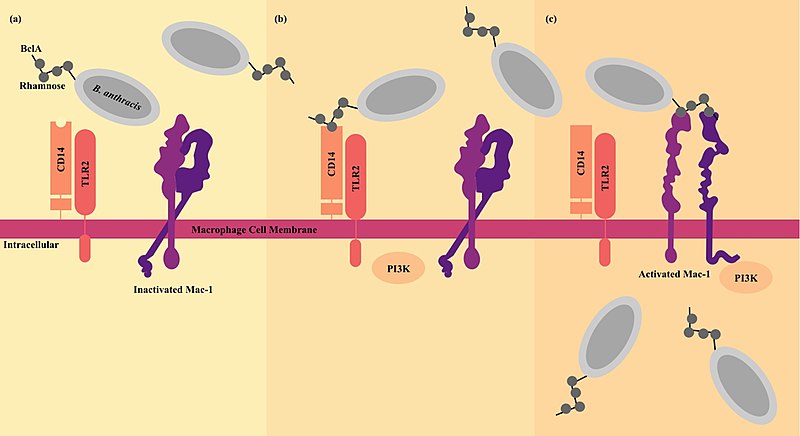 File:B. anthracis Macrophage Invasion Mechanism.jpg