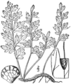 1.1. Trichomanes boschianum. Sturm. Filmy-fern. Bristle-fern. Fig.18.