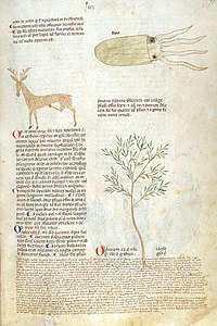 Page de manuscrit avec des dessins grossiers d'une seiche, d'un cerf et d'un rameau à feuilles étroitement lancéolées insérés entres les paragraphes de texte en deux colonnes.