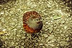 Thumbnail for Taiwan bamboo partridge