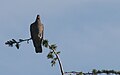 Band-tailed pigeon - Flickr - GregTheBusker.jpg