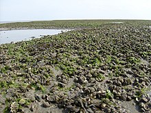 Pacific oysters, blue mussels and cockles in the Wadden Sea in the Netherlands Bank met ondermeer kokkels mosselen en Japanse oesters in de Waddenzee bij Schiermonnikoog.jpg