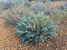 Habit in the Stirling Range National Park Banksia alliacea habit.jpg