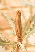 Banksia ashbyi Gnangarra 290320-3.jpg