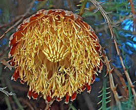 Banksia proteoides.jpg