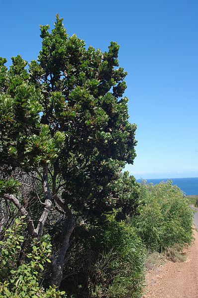 File:Banksia sesselis leeuwin gnangarra 02.JPG